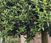 Quercus ilex - Steeneik - 1