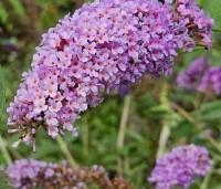 Buddleja davidii 'Ile de France' - Vlinderstruik 'Ile de France' - 1