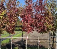 Liquidambar styraciflua 'Worplesdon' - Amberboom - 1