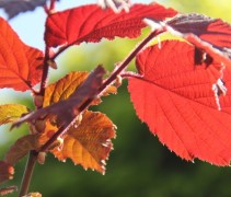 Corylus Roter Zellernote