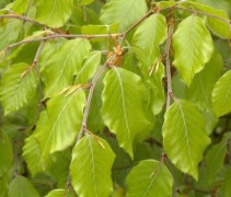 Frisgroene blad van de boom Groene Beuk