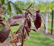 Juglans regia 'Purpurea'