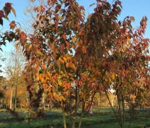 Prunus serrulata 'Kanzan'
