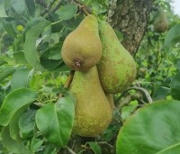 Pyrus com. 'Conference' - Pyrus com. 'Conference' - 1