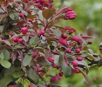Malus toringo 'Freja' - Sierappel 'Freja'  - 1