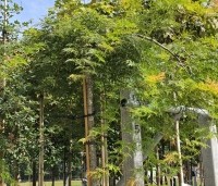 Acer palmatum 'Dissectum' - Japanse esdoorn 'Dissectum' - 2
