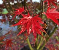 Acer palmatum 'Masu-kagami' - Japanse Esdoorn 'Masu-kagami' - 1