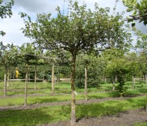 Acer campestre, dakvorm