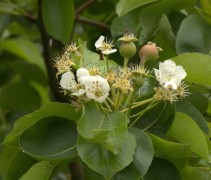 Pyrus communis vrucht beginsel