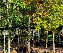 Sorbus Fireball