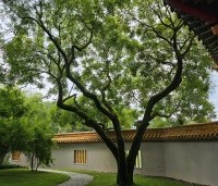 Koelreuteria paniculata - Chinese vernisboom - 3