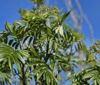 Sorbus 'Dodong' - Lijsterbes 'Dodong' - 1