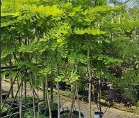 Gymnocladus dioica - Doodsbeenderenboom - 2