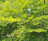 Gymnocladus dioica - Doodsbeenderenboom - 1