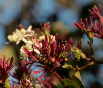 Heptacodium