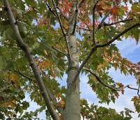 Acer x freemanii 'Autumn Blaze' - Acer x freemanii 'Autumn Blaze' (Jeffersred) - 4