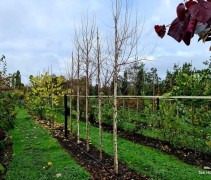 Betula Costata