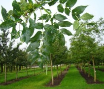 Es 'Westhof's Glorie' blad