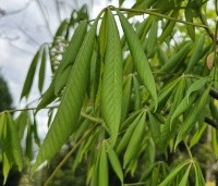 Aesculus flava 'Vestita' - Gele pavia - 1