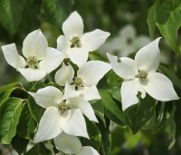 Cornus kousa 'China Girl' - Japanse grootbloemige kornoelje - 3