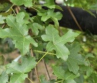 Acer monspessulanum - Franse esdoorn, Montpelier-esdoorn. - 2