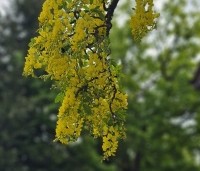 Laburnum wat. 'Vossii' - Goudenregen - 7