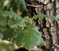 Quercus pubescens - Donzige eik - 3