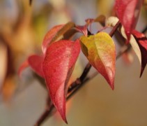 Cornus controversa herfstkleur