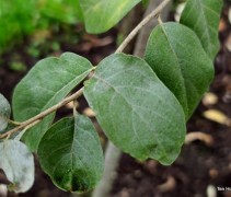 Elaeagnus commutata 'Zemphin'