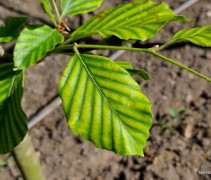 Fagus sylvatica 'Striata'