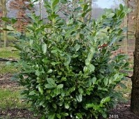 Prunus laurocerasus 'Rotundifolia'  - Laurierkers 'Rotundifolia'  - 1
