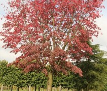 Prunus sargentii 'Rancho' boom te koop in Gelderland