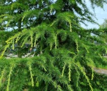 Cedrus deodara 'Aurea' 