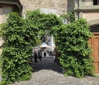 Vitis vinifera 'Regent' - Blauwe druif 'Regent' - 2