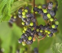 Vitis vinifera 'Regent' - Blauwe druif 'Regent' - 3