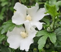 Hibiscus syriacus 'Totus albus' - Altheastruik 'Totus albus' - 3