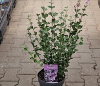 Syringa meyeri 'Palibin' - Dwergsering 'Palibin' - 1