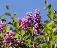 Syringa meyeri 'Palibin' - Dwergsering 'Palibin' - 2