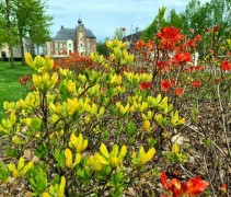 Azalea Rhododendron Knaphill