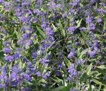 Caryopteris incana