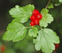 Ribes Alpinum