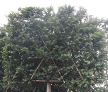 Taxus baccata