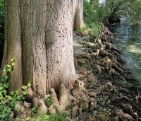 Taxodium distichum - Moerascypres - 3