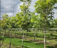 Carya illinoinensis 'Pawnee' - Pecannoot - 3