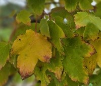 Acer rubrum 'October Glory' - Amerikaanse esdoorn - 3