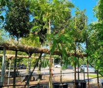 Albizia julibrissin 'Tropical Dream'
