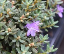 Rododendron imp Gristede