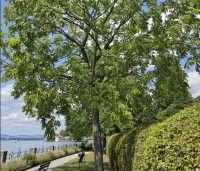Juglans nigra - Zwarte Notenboom - 4