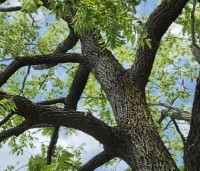 Juglans nigra - Zwarte Notenboom - 3