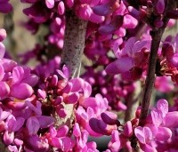 Cercis chinensis 'Avondale' - Chinese Judasboom 'Avondale'  - 2